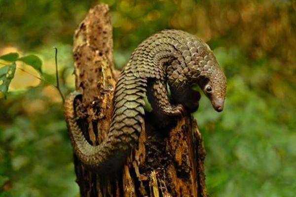 中華穿山甲還有多少只 中華穿山甲滅絕了嗎