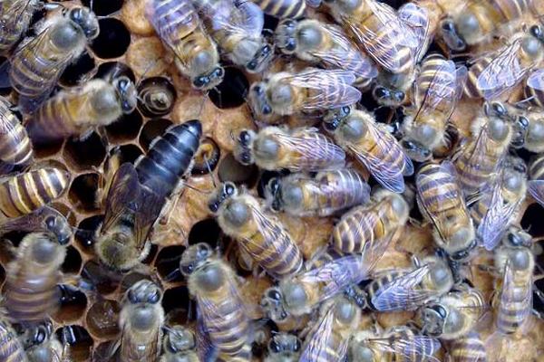 怎樣從蜂團中找到蜂王 蜂王藏在蜂群什么位置