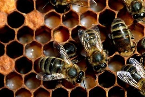 怎樣從蜂團中找到蜂王 蜂王藏在蜂群什么位置