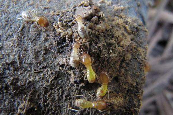 螞蟻能活多久 螞蟻?zhàn)钆率裁礆馕? /></a></div>
            <div   id=