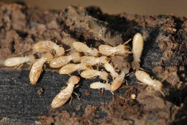 螞蟻能活多久 螞蟻最怕什么氣味