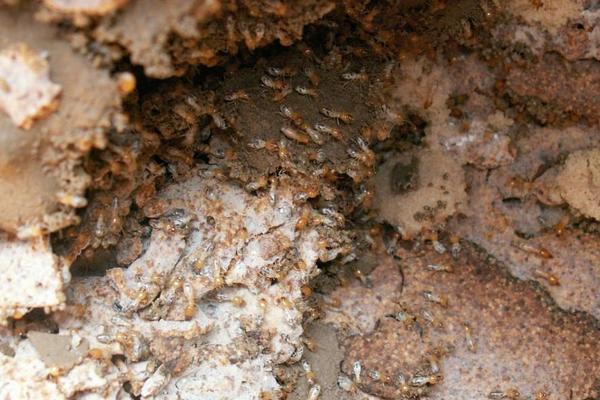 螞蟻能活多久 螞蟻最怕什么氣味