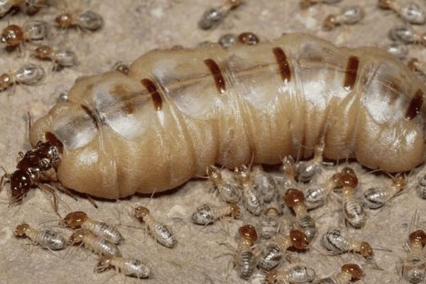 螞蟻能活多久 螞蟻最怕什么氣味