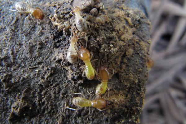 螞蟻是害蟲嗎 螞蟻喜歡什么樣的環(huán)境