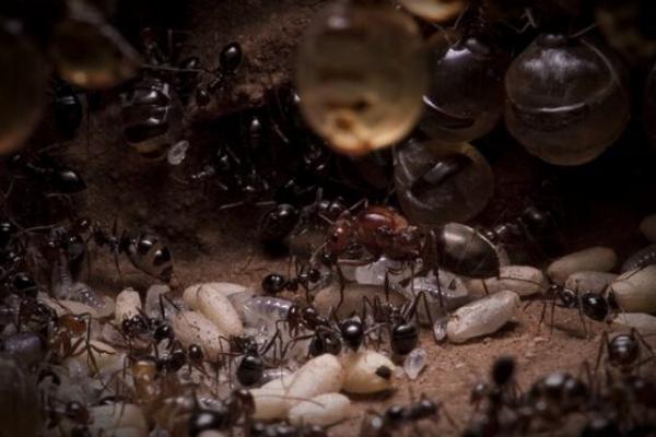 螞蟻為什么要?dú)⑺老伜?螞蟻沒有蟻后能活多久