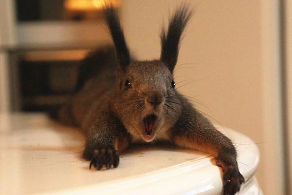 魔王松鼠怎么養 魔王松鼠怎么訓練