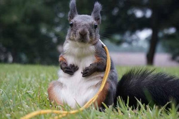 魔王松鼠怎么養 魔王松鼠怎么訓練