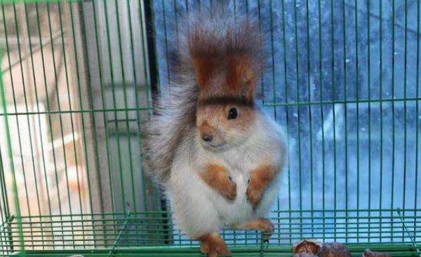 魔王松鼠怎么養 魔王松鼠怎么訓練