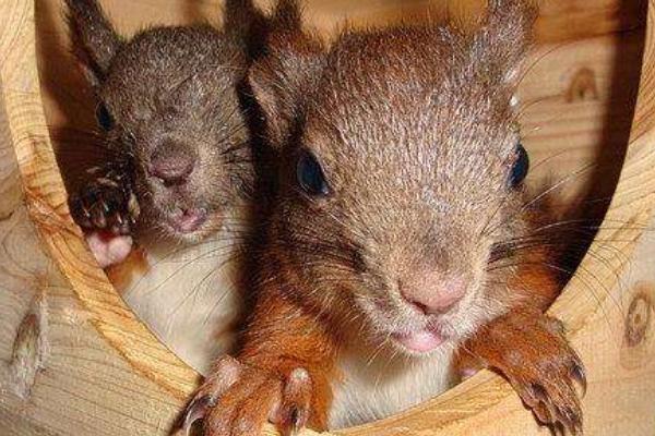 魔王松鼠怎么養 魔王松鼠怎么訓練