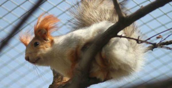 魔王松鼠怎么養 魔王松鼠怎么訓練