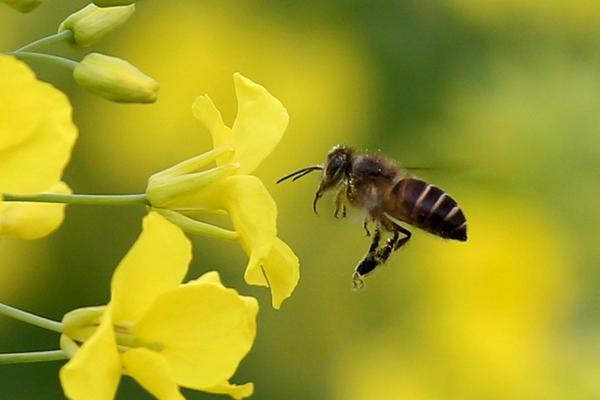 蜜蜂怕什么怎么驅趕 蜜蜂能活多久