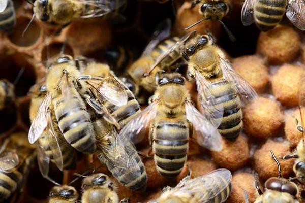 中蜂科學養殖技術 中蜂什么品種最好