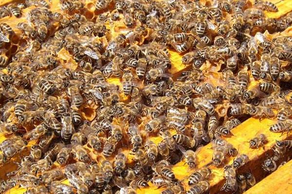 中蜂科學養殖技術 中蜂什么品種最好