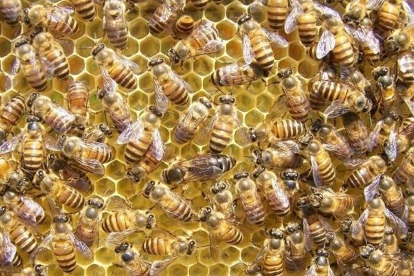 中蜂科學養殖技術 中蜂什么品種最好