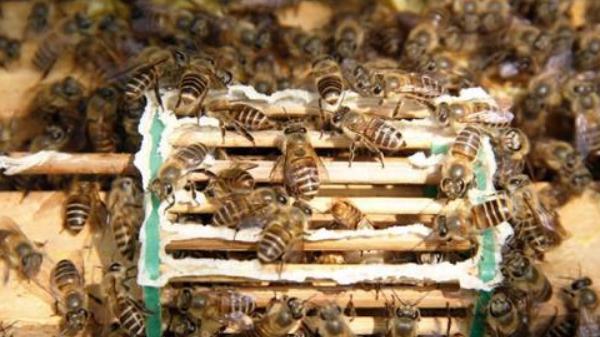 怎樣人工育蜂王 蜂王培育技術