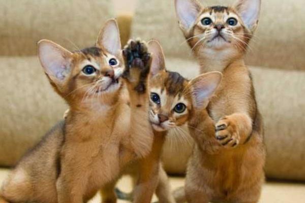 阿比西尼亞貓市場價格多少錢一只 阿比西尼亞貓的特點