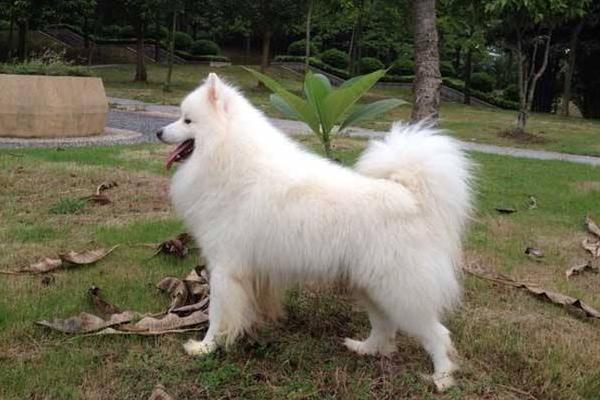 愛斯基摩犬市場價格多少錢一只 愛斯基摩犬和薩摩耶的區別是什么