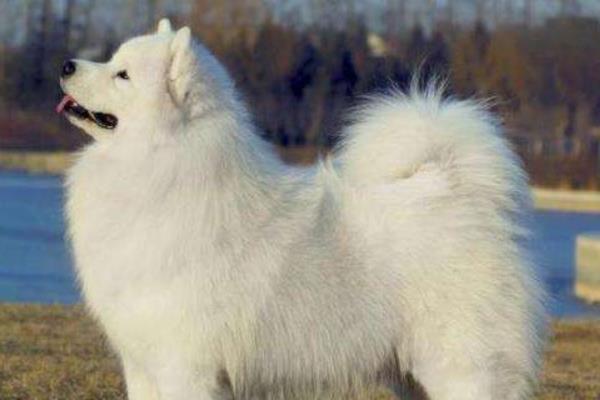 愛斯基摩犬市場價格多少錢一只 愛斯基摩犬和薩摩耶的區別是什么