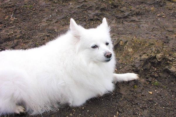 愛斯基摩犬市場價格多少錢一只 愛斯基摩犬和薩摩耶的區別是什么