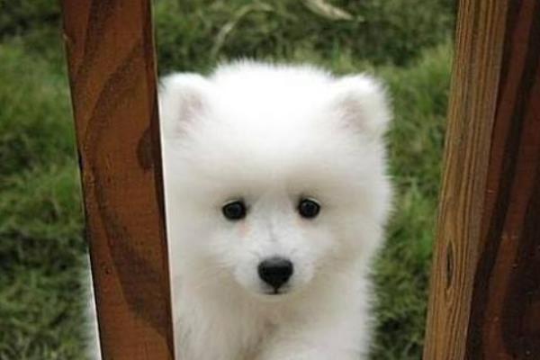 愛斯基摩犬市場價格多少錢一只 愛斯基摩犬和薩摩耶的區別是什么