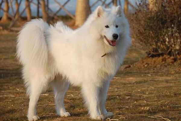 愛斯基摩犬市場價格多少錢一只 愛斯基摩犬和薩摩耶的區別是什么