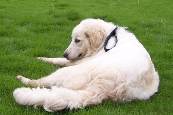 大白熊犬市場價(jià)格多少錢一只 大白熊犬為什么禁養(yǎng)