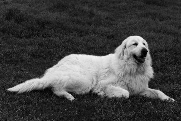 大白熊犬市場價(jià)格多少錢一只 大白熊犬為什么禁養(yǎng)