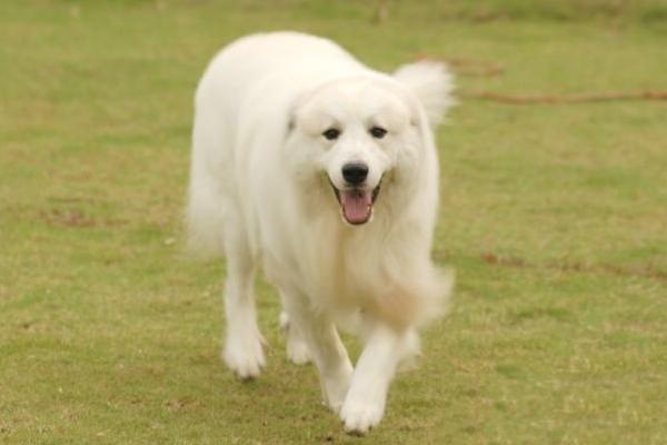 大白熊犬市場價(jià)格多少錢一只 大白熊犬為什么禁養(yǎng)