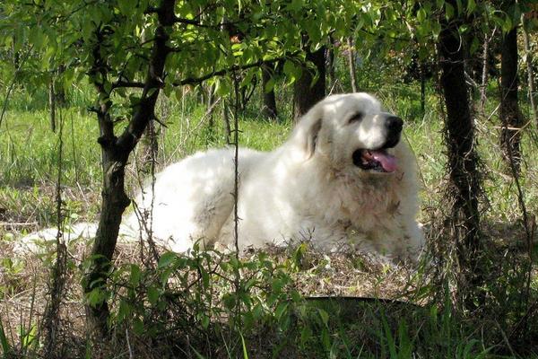 大白熊犬市場價(jià)格多少錢一只 大白熊犬為什么禁養(yǎng)