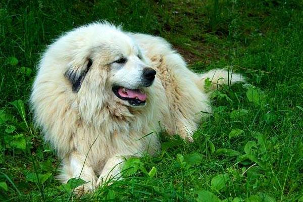 大白熊犬市場價(jià)格多少錢一只 大白熊犬為什么禁養(yǎng)