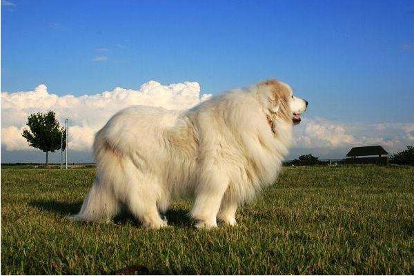 大白熊犬好養嗎 大白熊犬有什么缺點 大白熊犬咬人嗎