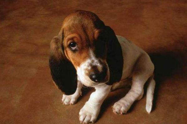 巴吉度犬市場價格多少錢一只 巴吉度犬好養(yǎng)嗎