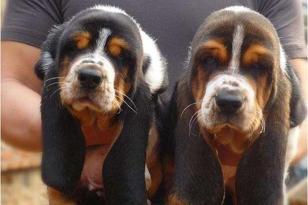 巴吉度犬市場價格多少錢一只 巴吉度犬好養(yǎng)嗎