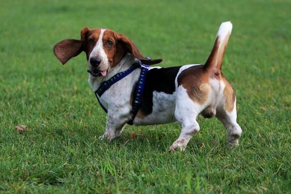 巴吉度犬市場價格多少錢一只 巴吉度犬好養(yǎng)嗎