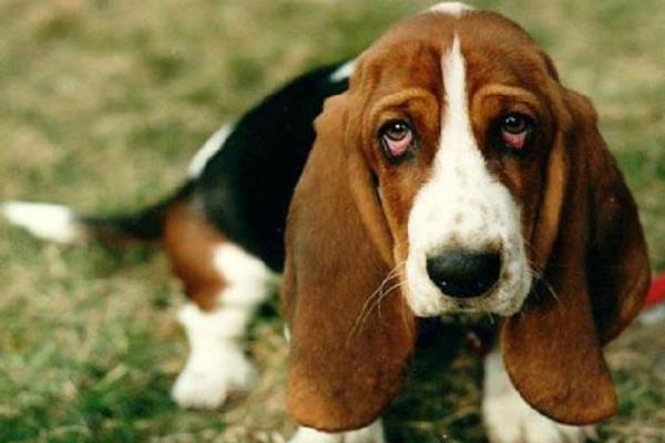 巴吉度犬市場價格多少錢一只 巴吉度犬好養(yǎng)嗎