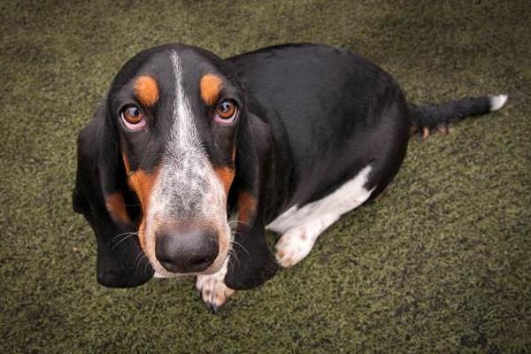 巴吉度犬市場價格多少錢一只 巴吉度犬好養(yǎng)嗎