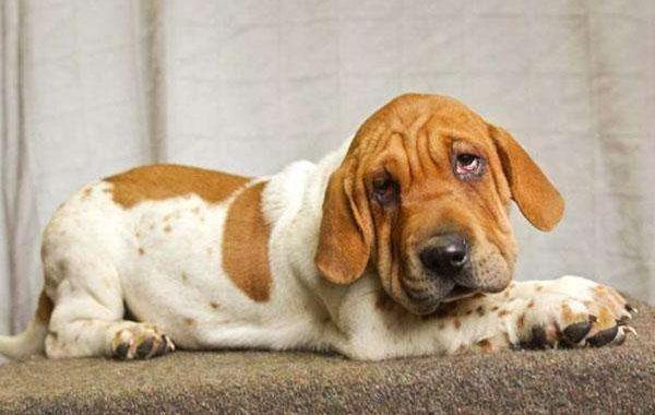 巴吉度犬市場價格多少錢一只 巴吉度犬好養(yǎng)嗎