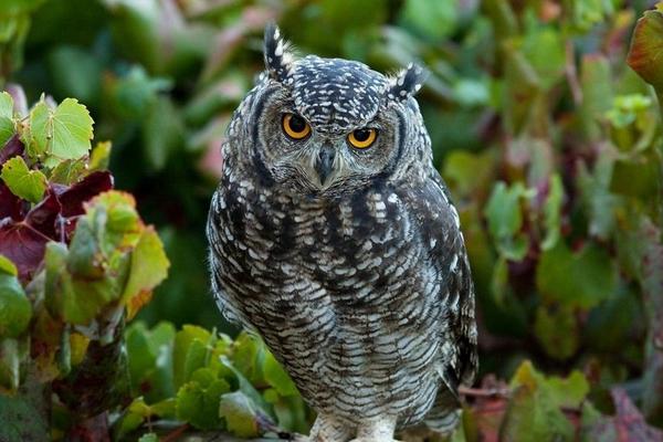 貓頭鷹的頭可以轉多少度 貓頭鷹叫和笑怎么分辨