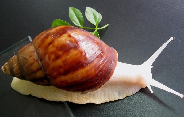 白玉蝸牛怎么養 白玉蝸牛吃什么