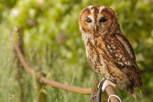 貓頭鷹飛進家里招財嗎 貓頭鷹不吉利是真的嗎