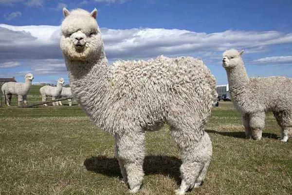 羊駝智商高嗎 羊駝怎么騎