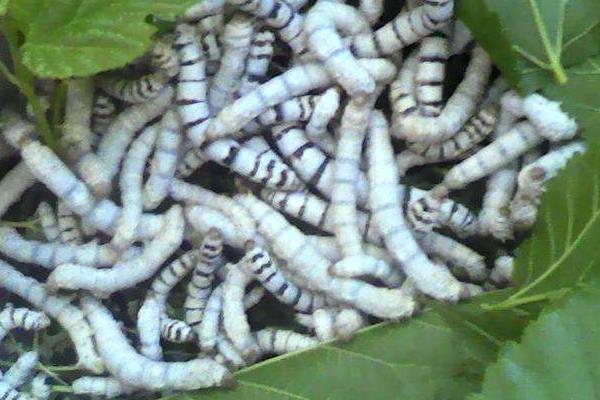 虎蠶會咬人嗎 虎蠶的生長周期是怎么樣的