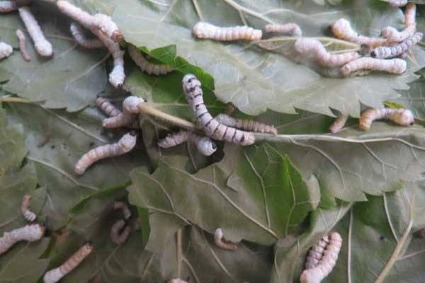 虎蠶會咬人嗎 虎蠶吃什么