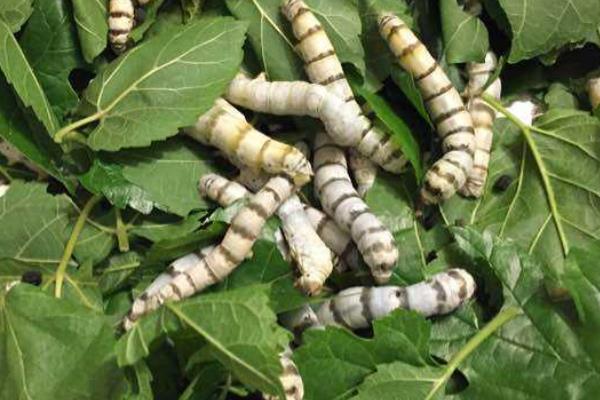 虎蠶會咬人嗎 虎蠶的生長周期是怎么樣的