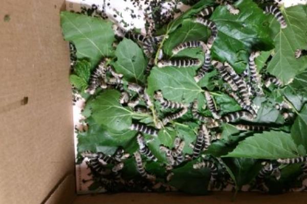 虎蠶會咬人嗎 虎蠶吃什么