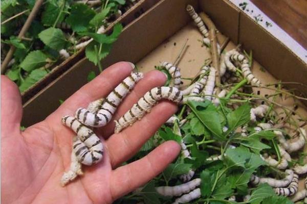 虎蠶會咬人嗎 虎蠶吃什么