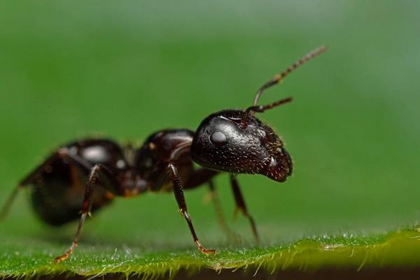 被螞蟻咬了會(huì)怎么樣 螞蟻有毒嗎