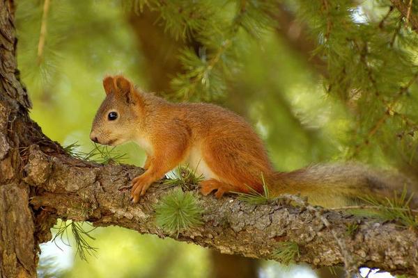 松鼠壽命有多長(zhǎng) 松鼠住在什么地方
