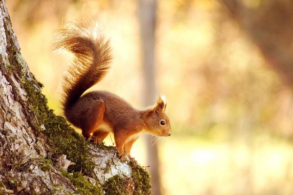 松鼠壽命有多長 松鼠住在什么地方