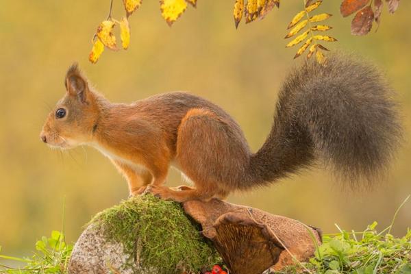 松鼠壽命有多長 松鼠住在什么地方